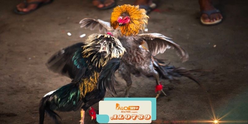 Alo789 - Nhà Cái Đá Gà Online Đẳng Cấp Hàng Đầu Châu Á 2 Các Dịch Vụ Chính Của Alo789