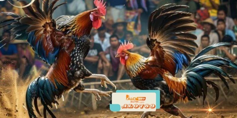 Alo789 - Nhà Cái Đá Gà Online Đẳng Cấp Hàng Đầu Châu Á 4 Đảm Bảo An Toàn Cho Người Dùng Tại Alo789