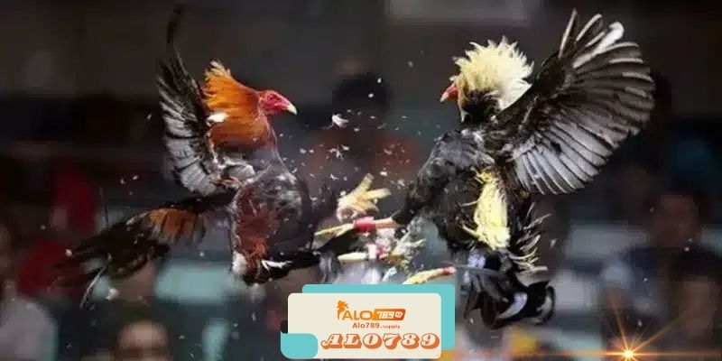 Alo789 - Nhà Cái Đá Gà Online Đẳng Cấp Hàng Đầu Châu Á 5 Đánh Giá Về Độ Tin Cậy Của Alo789