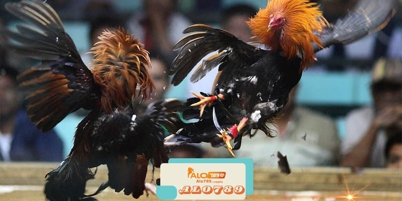 Alo789 - Nhà Cái Đá Gà Online Đẳng Cấp Hàng Đầu Châu Á 3 Trải Nghiệm Người Dùng Tại Alo789